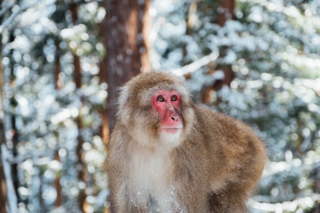 mono de nieve en japon