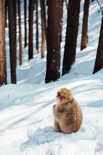 mono de nieve en japon