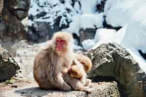 Foto gratuita mono de nieve en japon