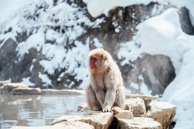 mono de nieve en japon