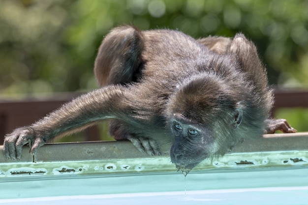 Foto gratuita mono de pie cerca del agua de cerca