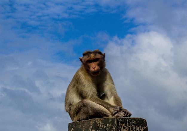 Mono sentado en la barrera de hormigón con un cielo azul en el fondo