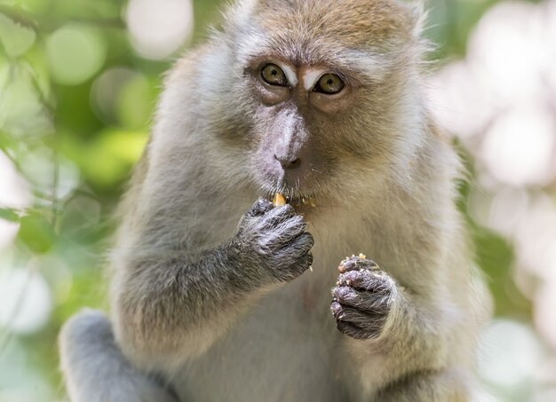 Mono sentado en la rama de un árbol comiendo fruta