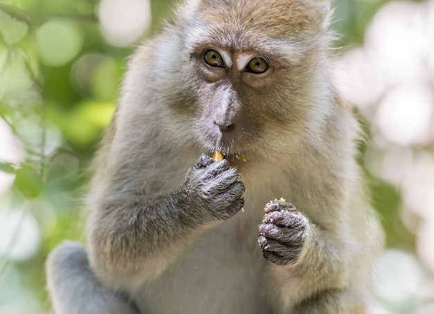 Mono sentado en la rama de un árbol comiendo fruta