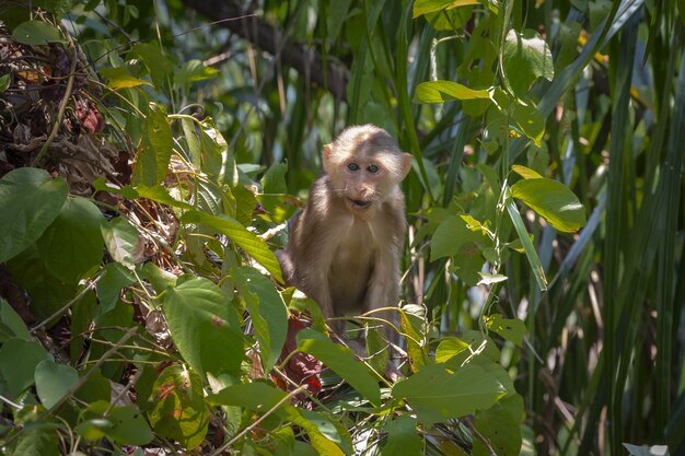 Mono sentado en la rama de un árbol