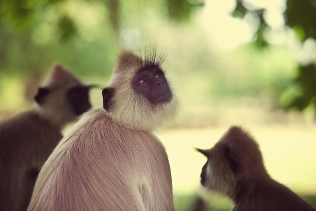 Foto gratuita mono en sri lanka