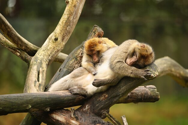 Monos macacos en la naturaleza.