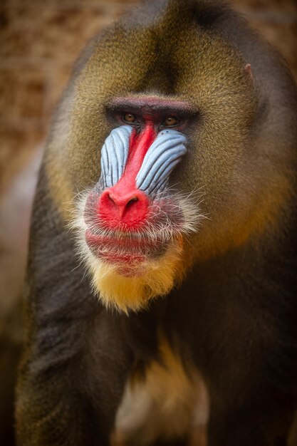 Monos mandril en el área de hábitat natural Mandrillus sphinx Especies hermosas y en peligro crítico de extinción en acción