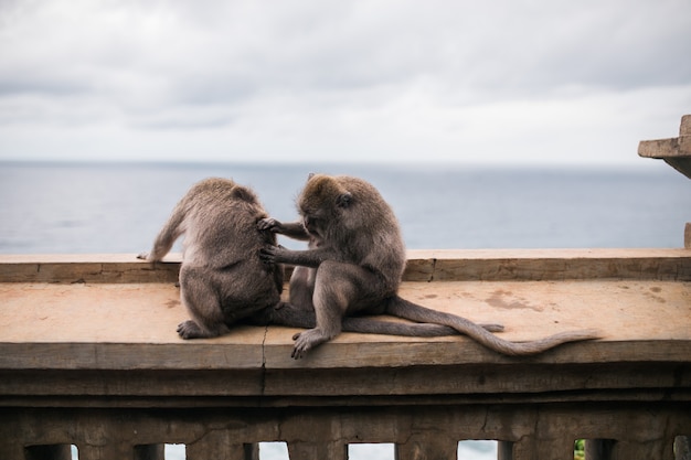 Monos en el templo de Uluwatu en la isla de Bali, Indonesia