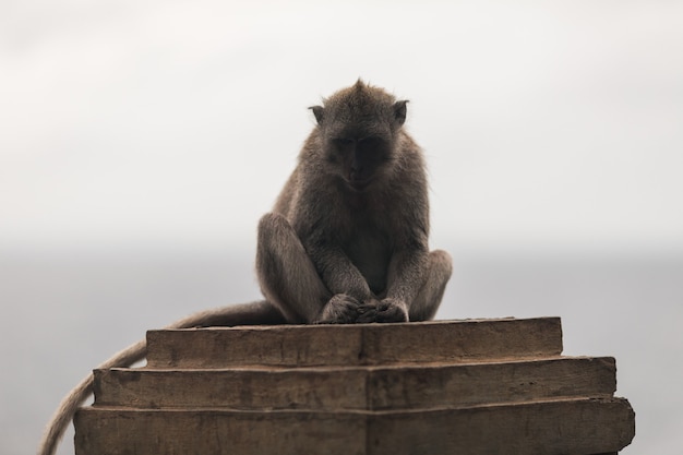 Monos en el templo de Uluwatu en la isla de Bali, Indonesia