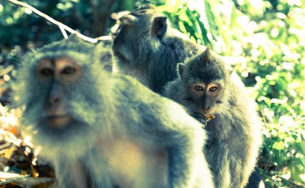 Monos en Ubud Bali