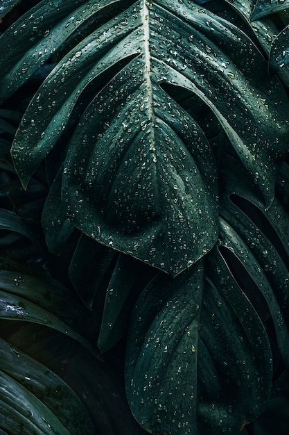 Monstera deliciosa hojas de plantas húmedas en un jardín.