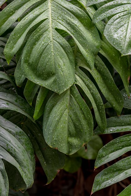 Monstera deliciosa hojas de plantas húmedas en un jardín.