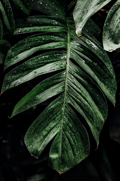 Monstera deliciosa hojas de plantas húmedas en un jardín.