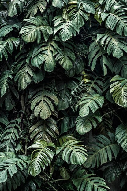 Monstera deliciosa hojas de plantas en un jardín.