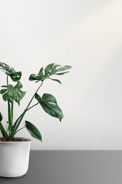 Monstera deliciosa planta en una maceta por una pared blanca