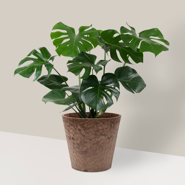 Monstera deliciosa planta en una maceta