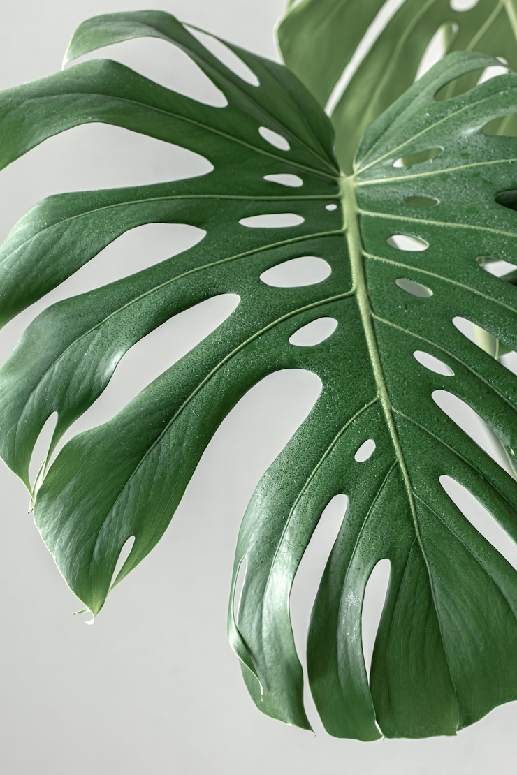 Foto gratuito monstera tropical natural deja a la luz del día.