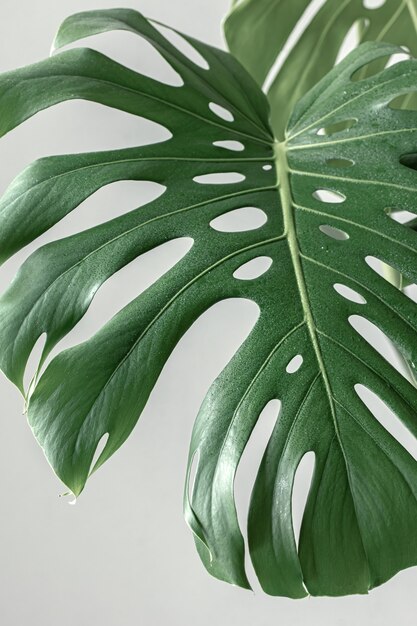 Monstera tropical natural deja a la luz del día.