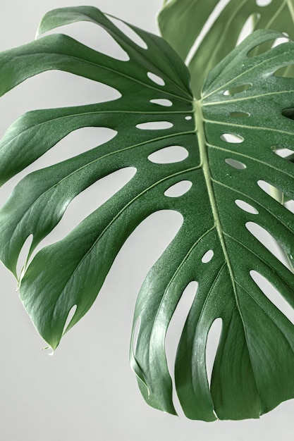 Monstera tropical natural deja a la luz del día.