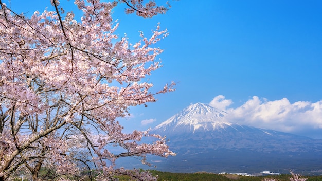 Foto gratuita montaña fuji y flor de cerezo en primavera, fujinomiya en japón.