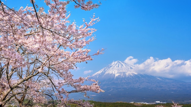 Montaña Fuji y flor de cerezo en primavera, Fujinomiya en Japón.