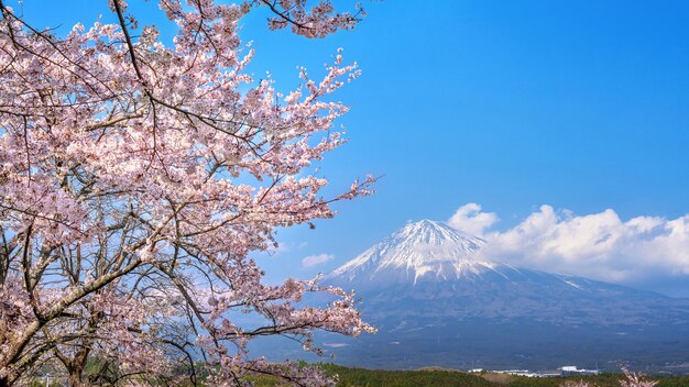 Montaña Fuji y flor de cerezo en primavera, Fujinomiya en Japón.