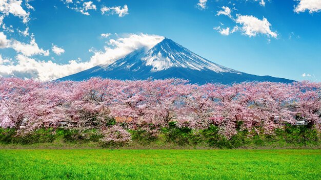 Montaña Fuji y flor de cerezo en primavera, Japón.