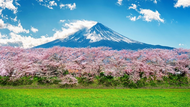 Montaña Fuji y flor de cerezo en primavera, Japón.