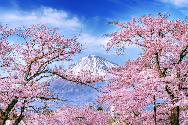 Montaña Fuji y flores de cerezo en primavera, Japón.