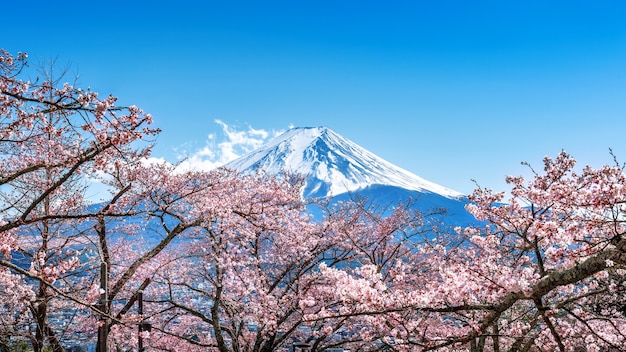 Montaña Fuji y flores de cerezo en primavera, Japón.