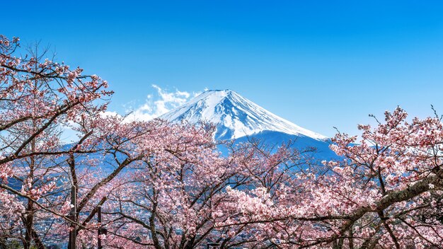 Montaña Fuji y flores de cerezo en primavera, Japón.