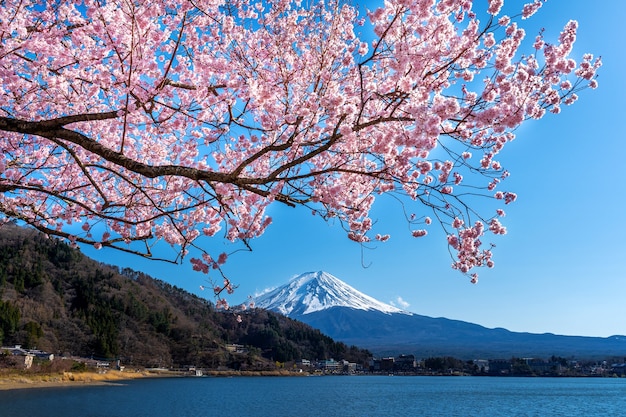 Montaña Fuji y flores de cerezo en primavera, Japón.