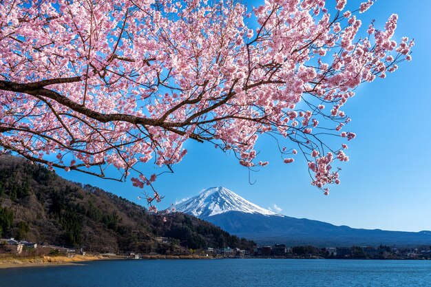 Montaña Fuji y flores de cerezo en primavera, Japón.