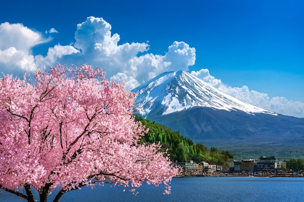 Montaña Fuji y flores de cerezo en primavera, Japón.