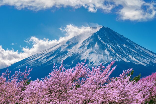 Montaña Fuji y flores de cerezo en primavera, Japón.