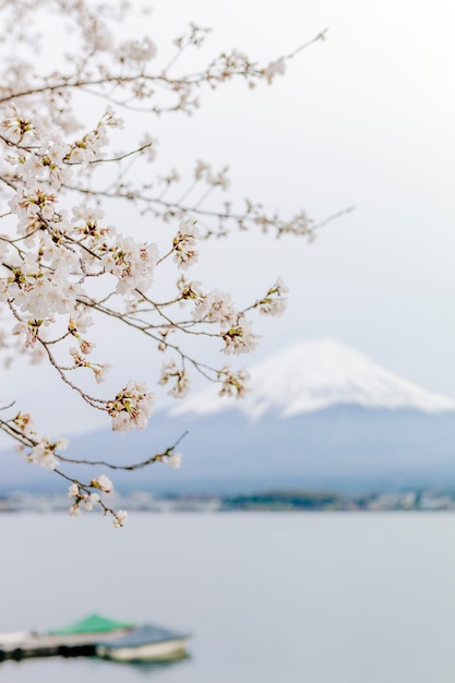 montaña fuji y sakura en el lago kawaguchiko