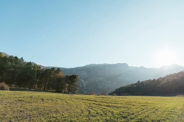 Montaña pedregosa con paisaje de árboles en la luz del sol