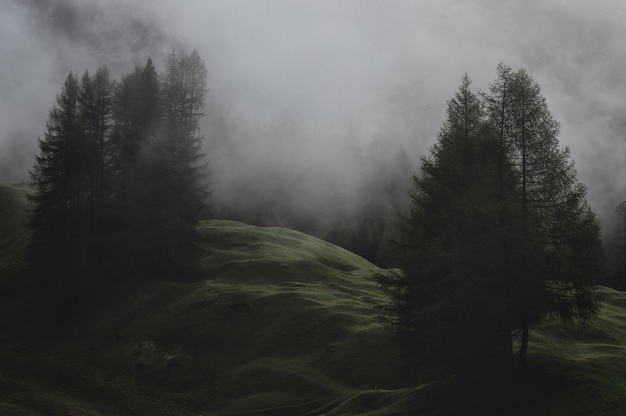 Montaña con pinos cubiertos de niebla