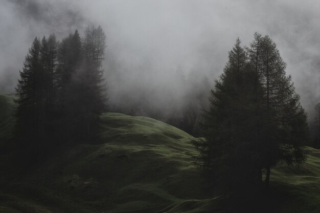 Montaña con pinos cubiertos de niebla
