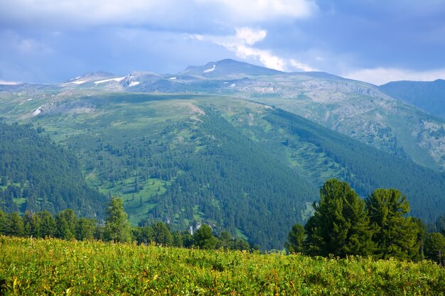 Montañas con bosque de cedro