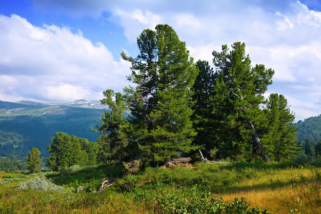 Montañas con bosque de cedro