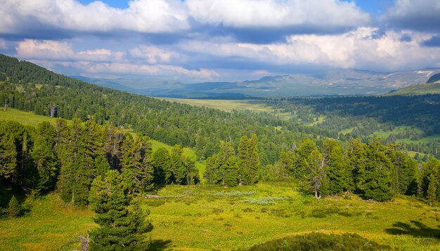 Montañas con bosque de cedro