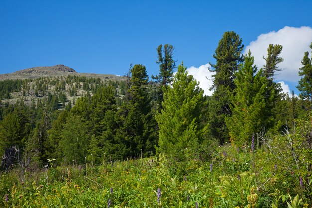 Montañas con bosque de cedro