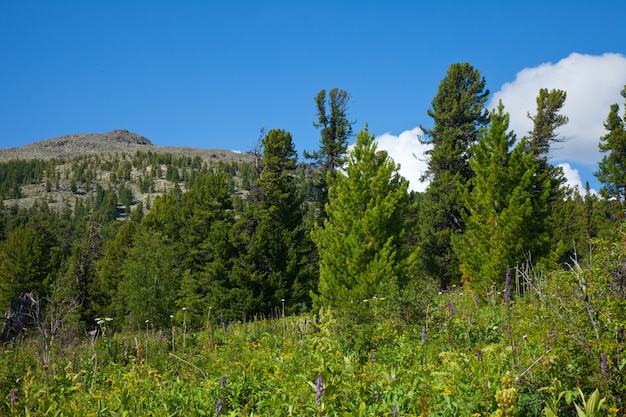 Montañas con bosque de cedro