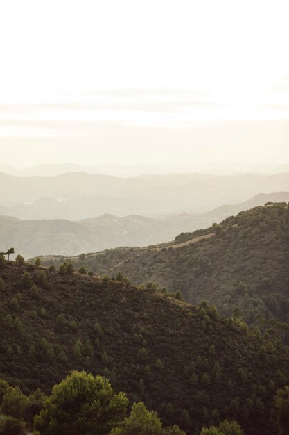 Montañas de bosque con cielo blanco