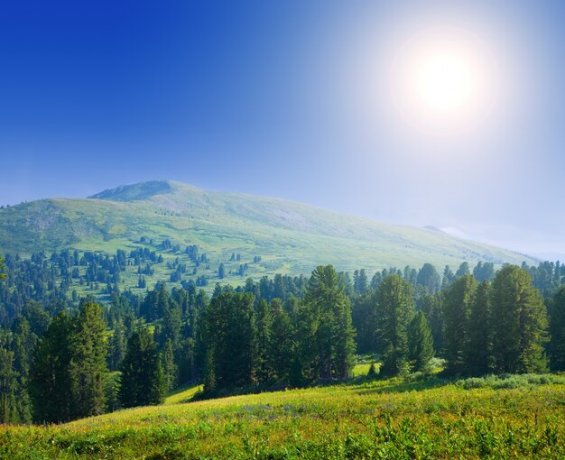 Montañas del bosque en día soleado