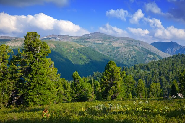 Montañas del bosque en día soleado