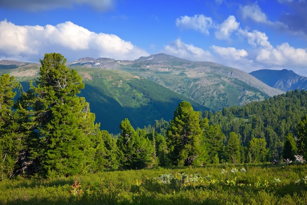 Montañas del bosque en día soleado