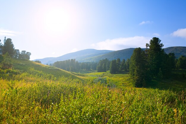 Montañas del bosque en día soleado